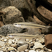 Bluntnose Minnow (Pimephales notatus)