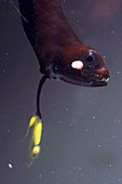 Barbeled Dragonfish