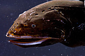 Whalefish