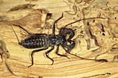 Whip Scorpion