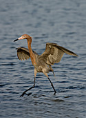 Reddish Egret doing fishing dance
