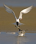 Sandwich Tern bringing fish to its mate