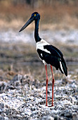'Black-necked Stork,Cambodia'