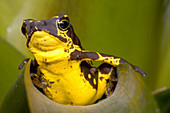 Harlequin Frog