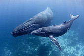 'Humpback Whales,Mother and Calf'