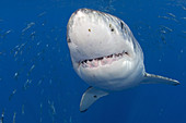 Great White Shark