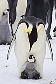 Emperor Penguin with chick on feet