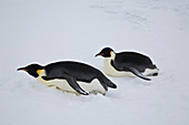 Emperor Penguins tobogganing