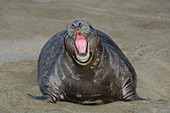 Northern Elephant Seal Pup