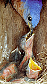 Male Bluebird feeding chicks