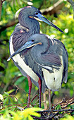 Tricolor Heron adults in breeding plumage