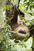 Hoffmann's Two-toed Sloth