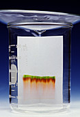 Paper Chromatography of Ink