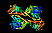 Mycobacterium Tuberculosis Protein