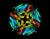 Leishmania Major Protein