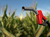 Gas Pump in Corn Field