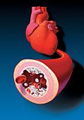 Heart and Artery