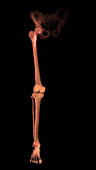 Human leg and foot bones (right)