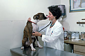 Vet with Boxer
