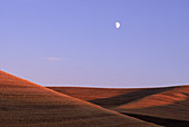 Moon over Wheat Fields