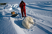 Polar Bear Research