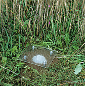Pitfall trap with a rain cover