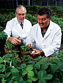 Soybean Research