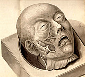 Physiognomical Illustration of Human Head
