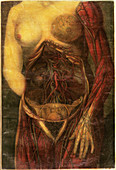 Anatomie Generale Des Visceres