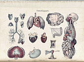 Anatomie Methodique Illustrations