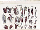 Anatomie Methodique Illustrations