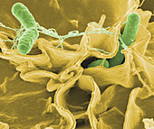 Salmonella bacteria