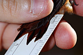 Rufous Hummingbird Research