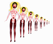 X-ray of Barbie Dolls