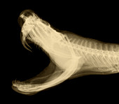 'Eastern Diamondback Rattlesnake,X-Ray'
