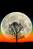 Full Moon and Tree