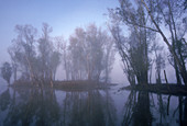 'Atchafalaya Basin,Louisiana'