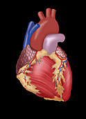 Illustration of Human Heart