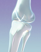 Stylized Knee Joint Illustration