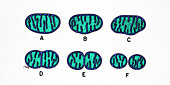 Mitochondrial Division