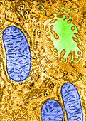 'Golgi Cisternae,TEM'