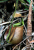 Pitcher Plant,Malaysia