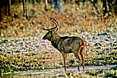 Eld's Deer,Cambodia