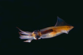 Firefly Squid