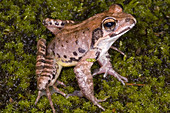 Japanese Ranid Frog