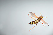Eastern Yellow Jacket Wasp in Flight