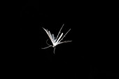 White Plume Moth in Flight