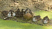 Wood Duck (Aix sponsa) with ducklings