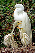 Great Egret (Ardea alba) at nest with you