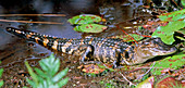 Juvenile American Alligator